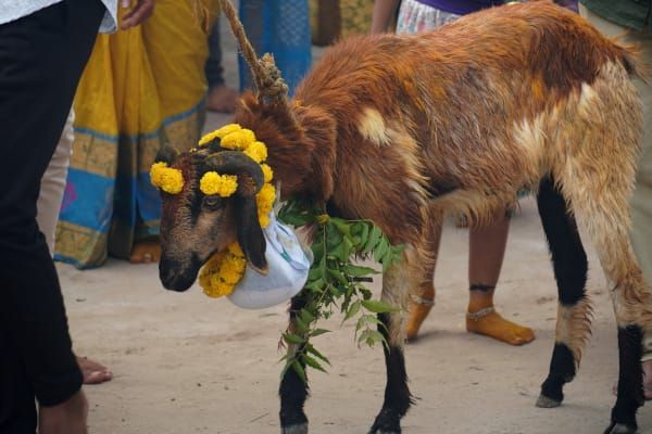 Veranda Tales-The golden snake goddess
