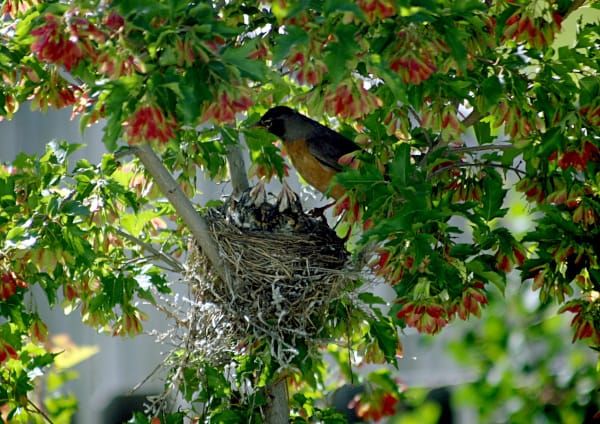 Veranda Tales-Little joys of life