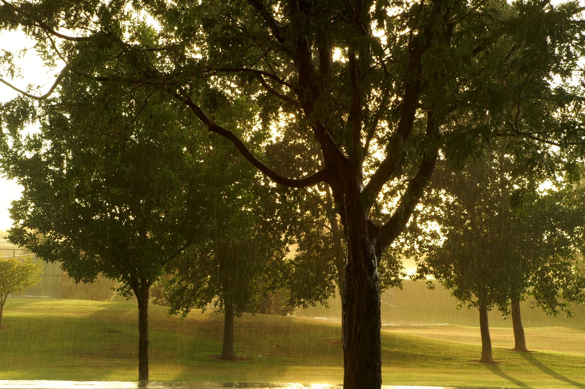 Veranda Tales-What happens during a sunshower?