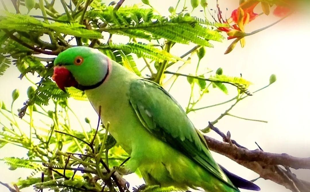 Veranda Tales-Seven wives of a parrot prince