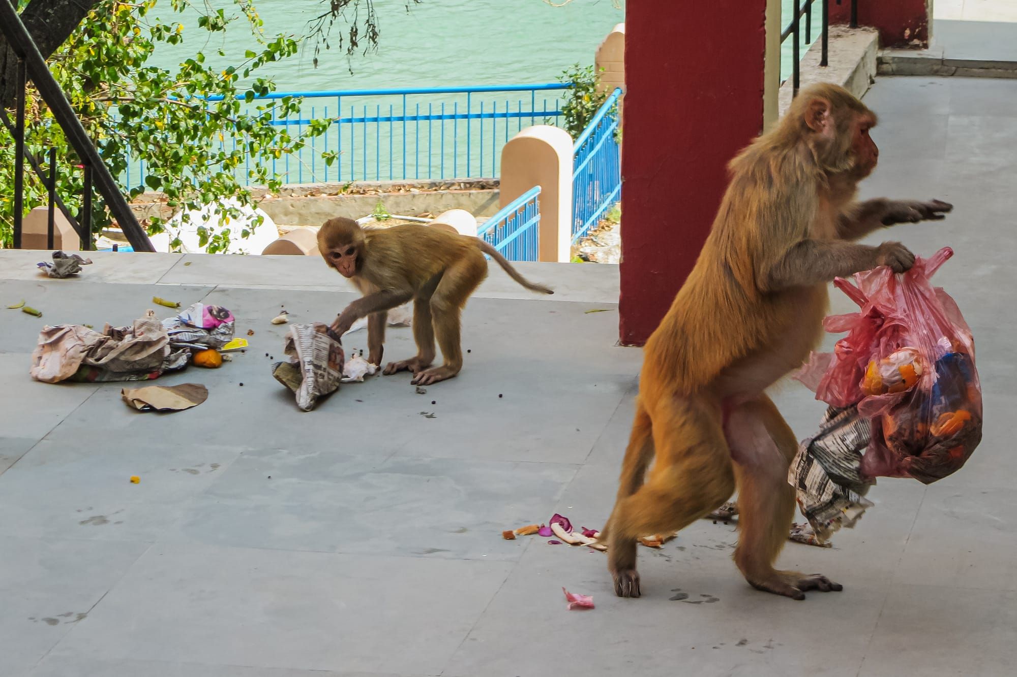 Veranda Tales-A day in a monkey’s life