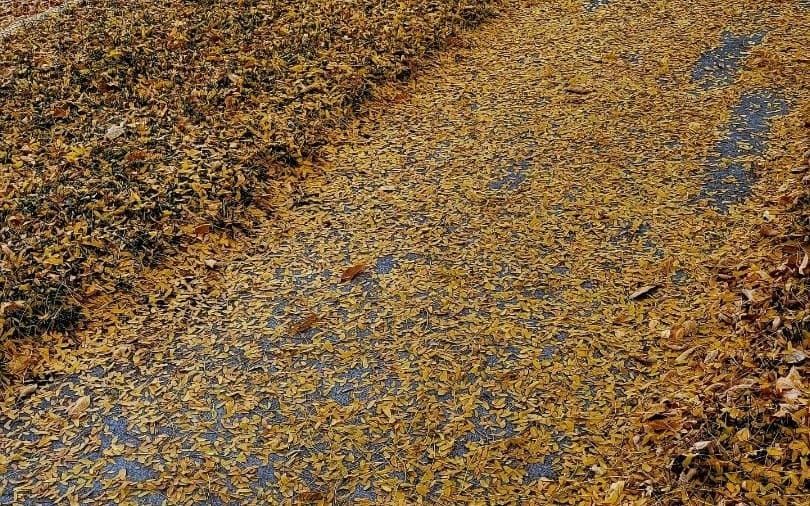 Veranda Tales-Fallen leaves