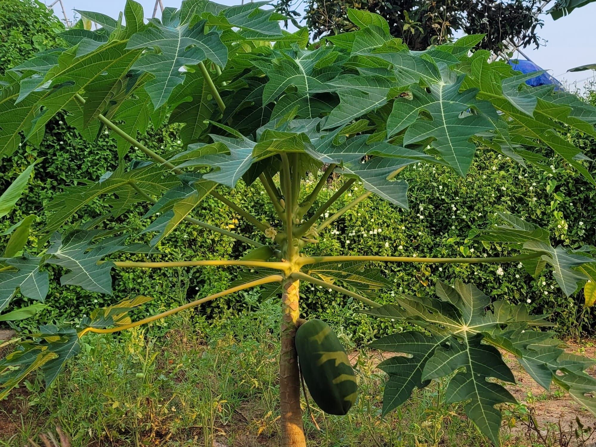 Veranda Tales-Summer of vegetable farming