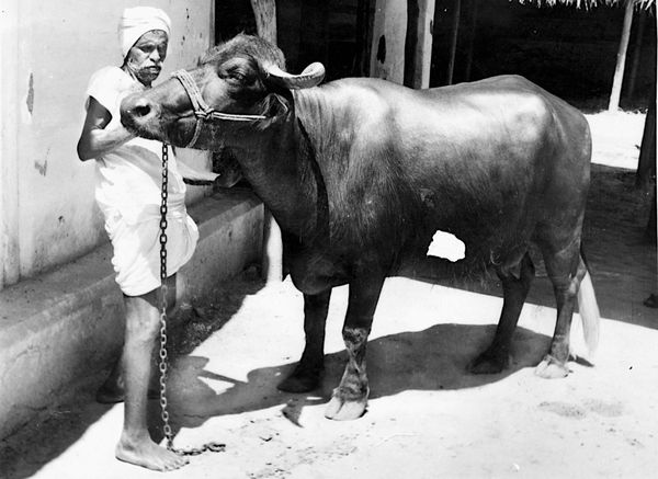 Venkayya tending to bufallo circa 1971
