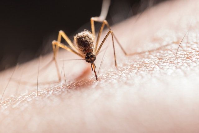 Identifying and treating bug bites