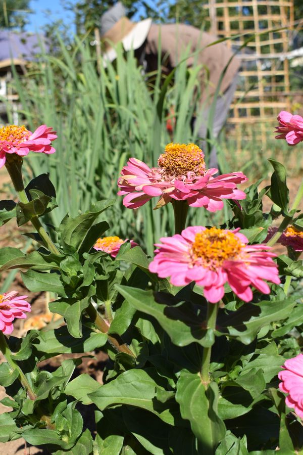 Pink flowers in the foreground and mom in the background working behind a patch of lemongrass.