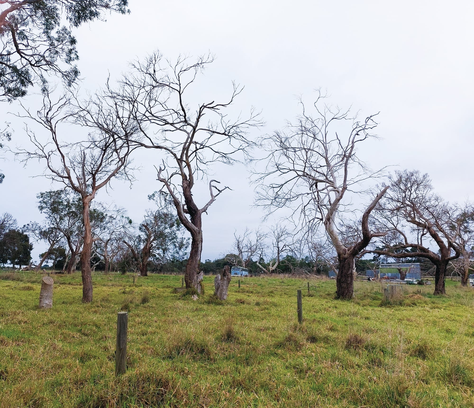 Island tree dieback accelerating: farmer