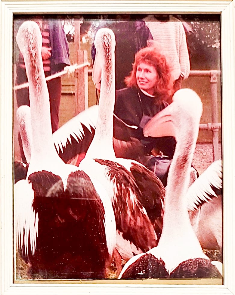 Pelican time in San Remo