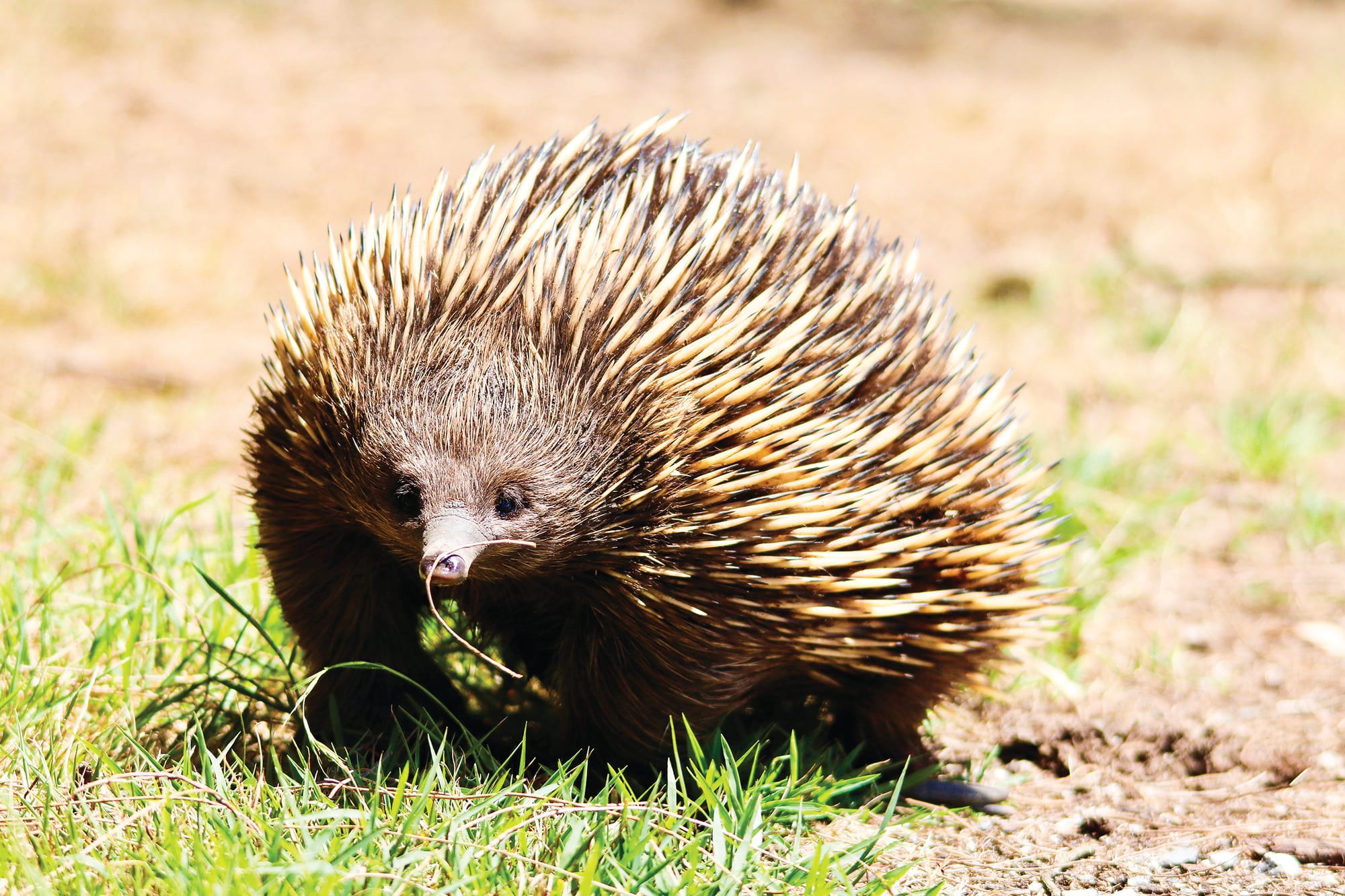 Petition calls for wildlife protection