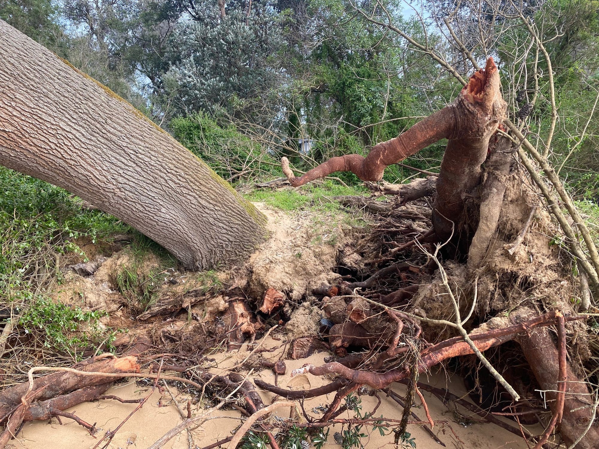 Council warned about potential impact on Silverleaves