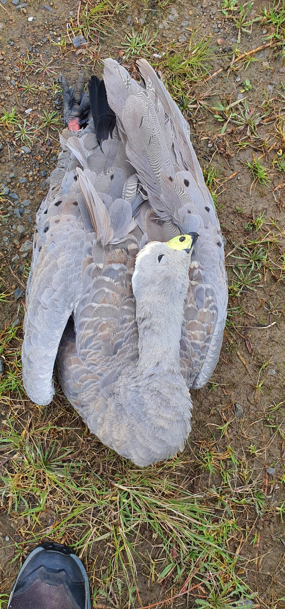 Spate of geese killings on roads