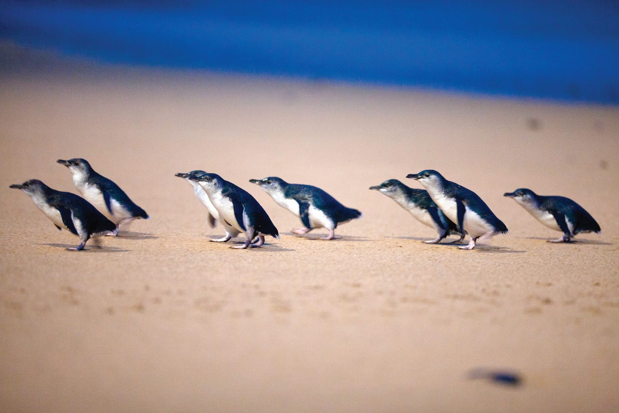 Phillip Island tourism at risk from AGL project