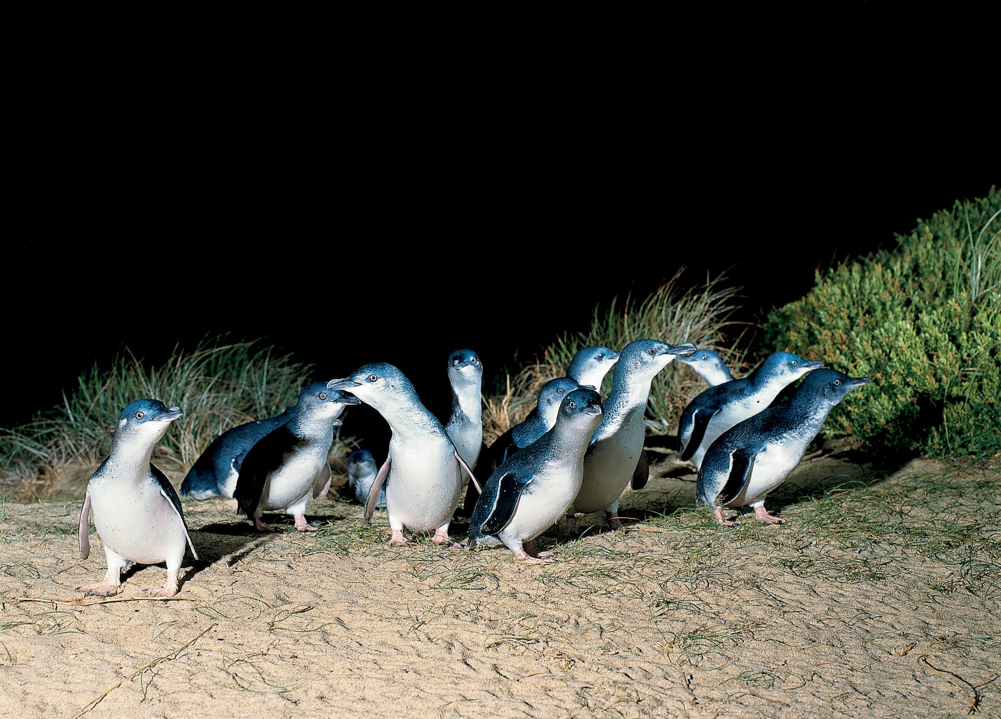 Penguins return!