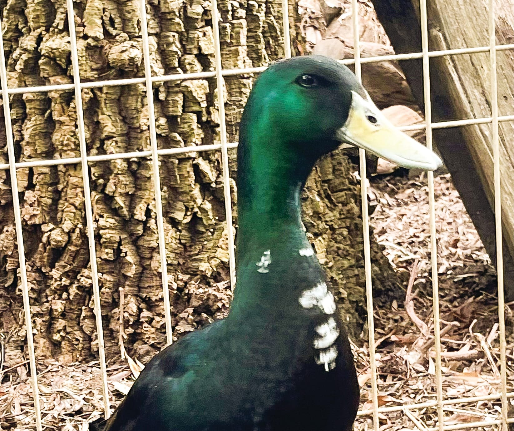 DAK's duck on last legs