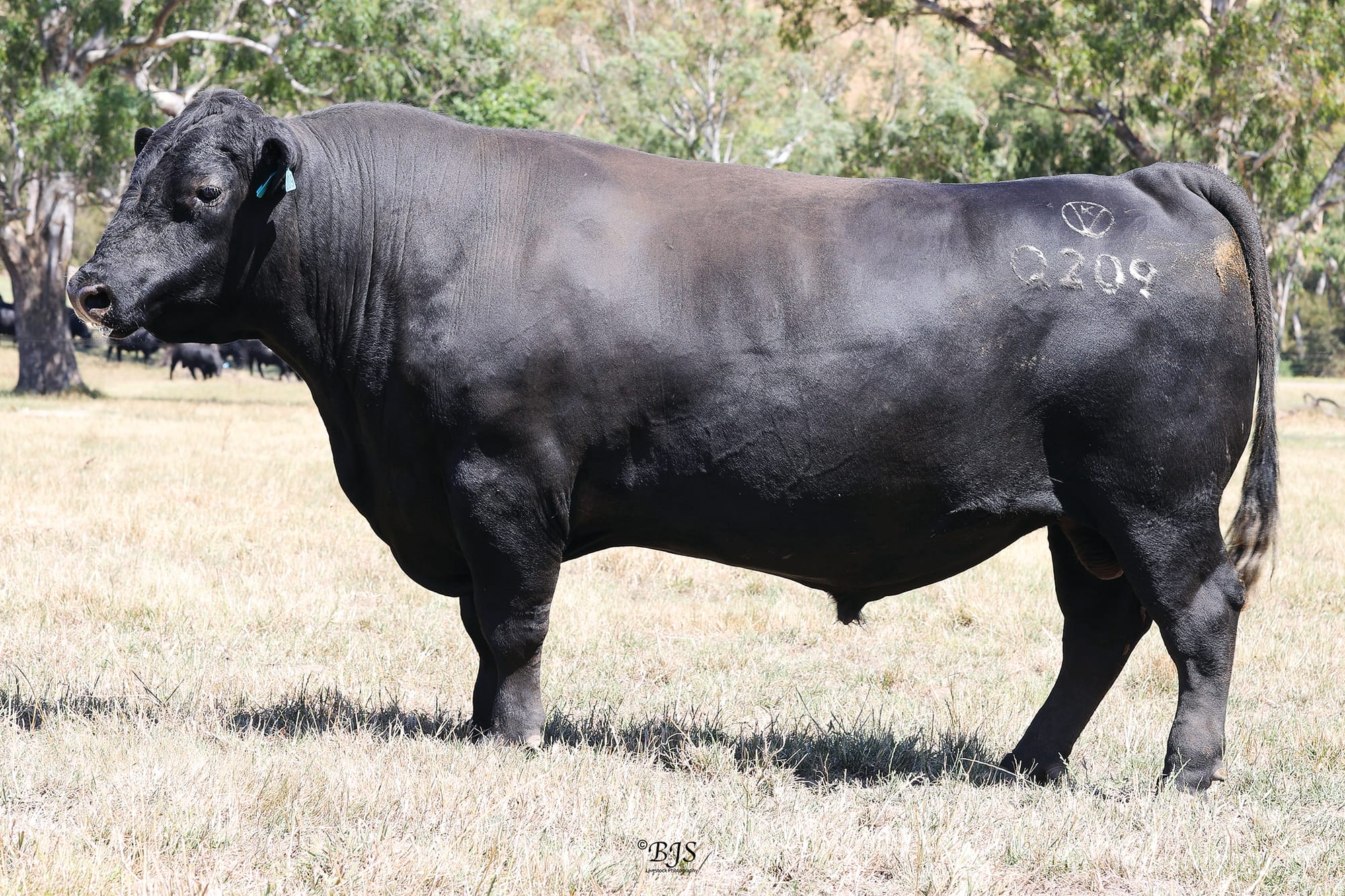 Heifers a bonus at Kelly Angus autumn offering