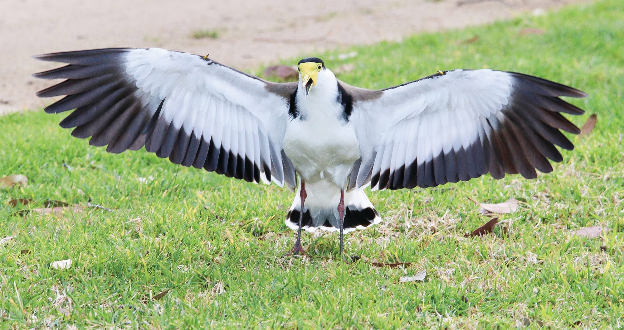 It's spring and birds are a swooping