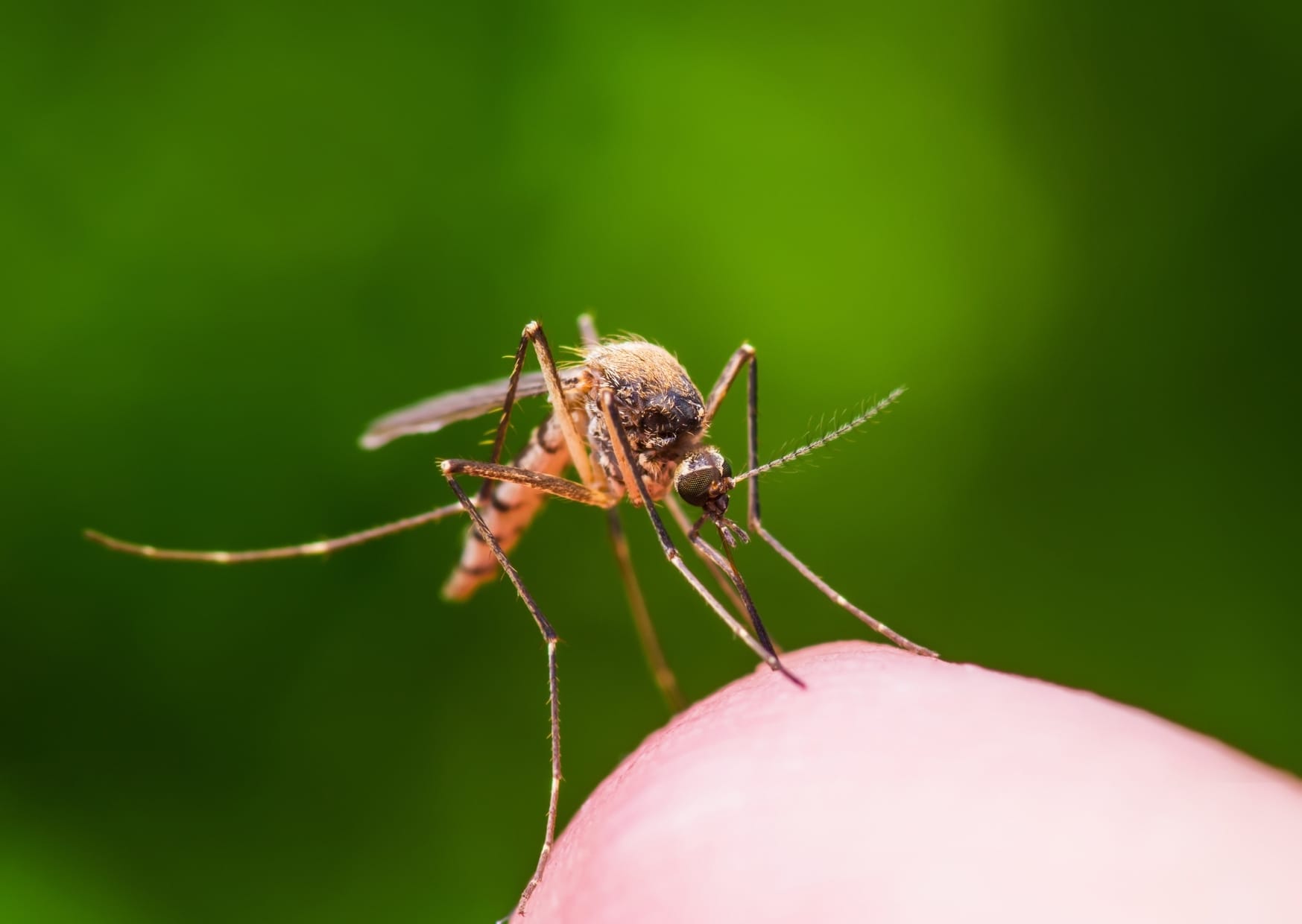 Ross River virus – symptoms and advice