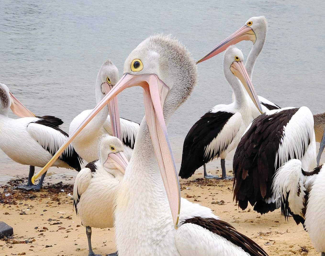 Island volunteers catching pelicans