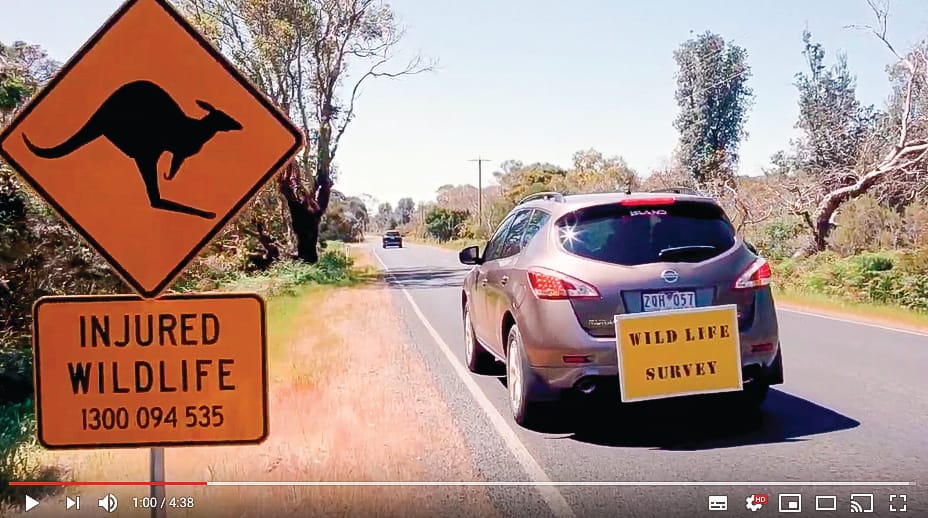 New roadkill study
