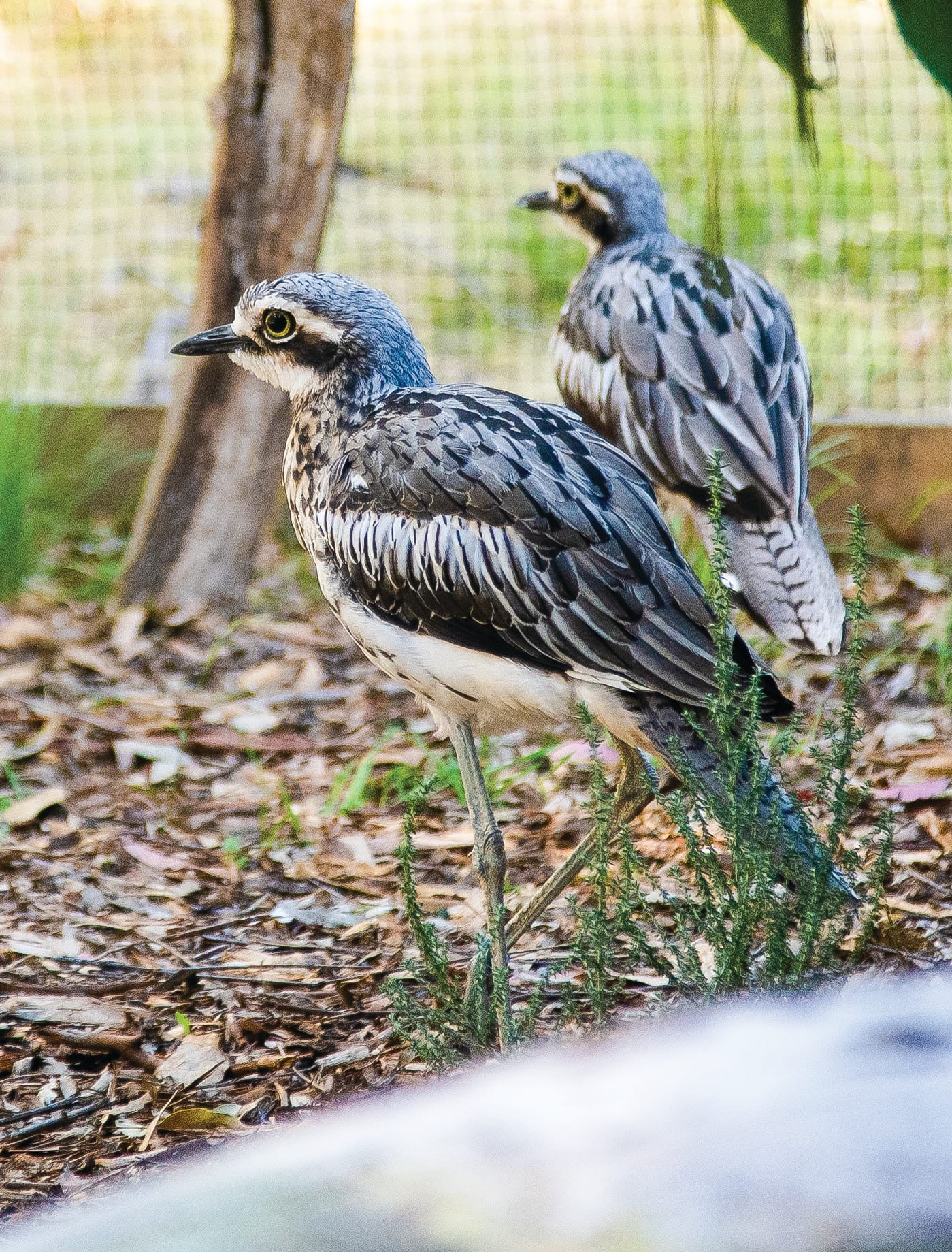 Island arks arrive at Phillip Island