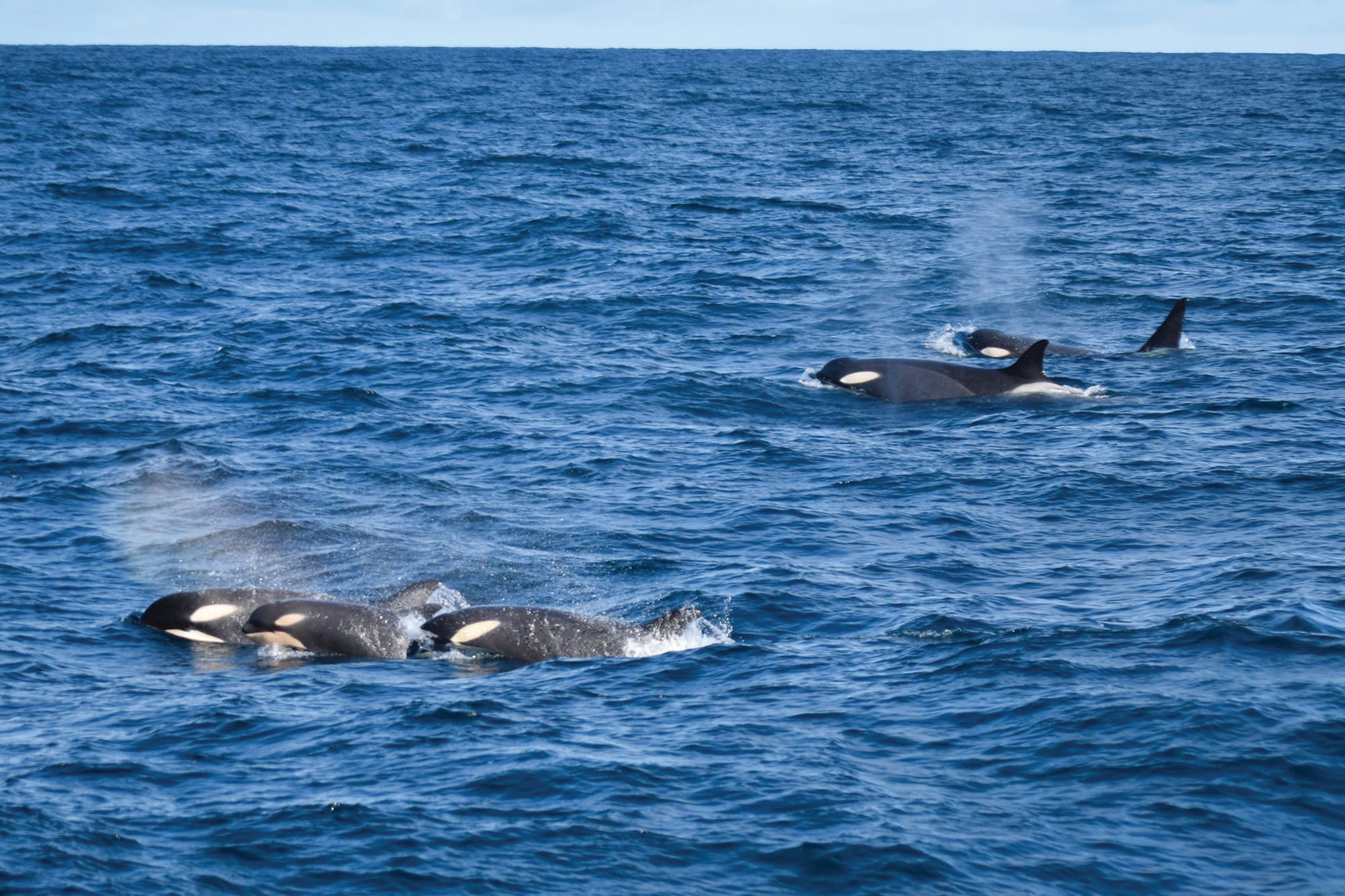 Rare whale sighting off our shores