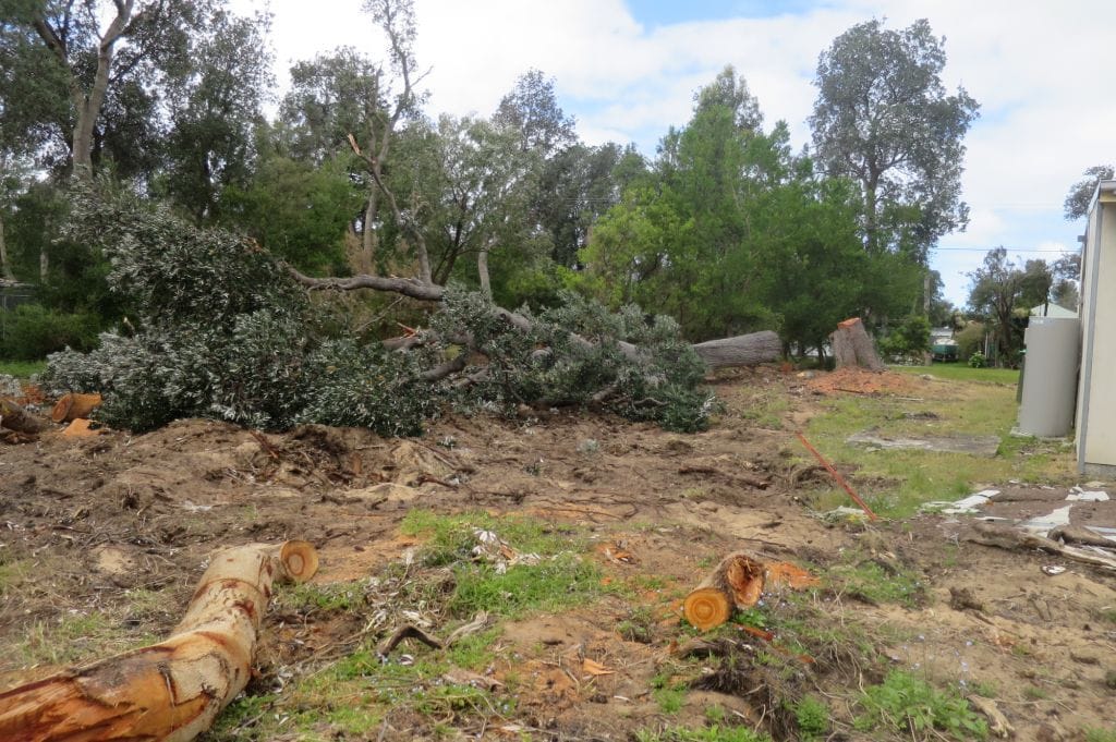 Valued trees finally to be protected
