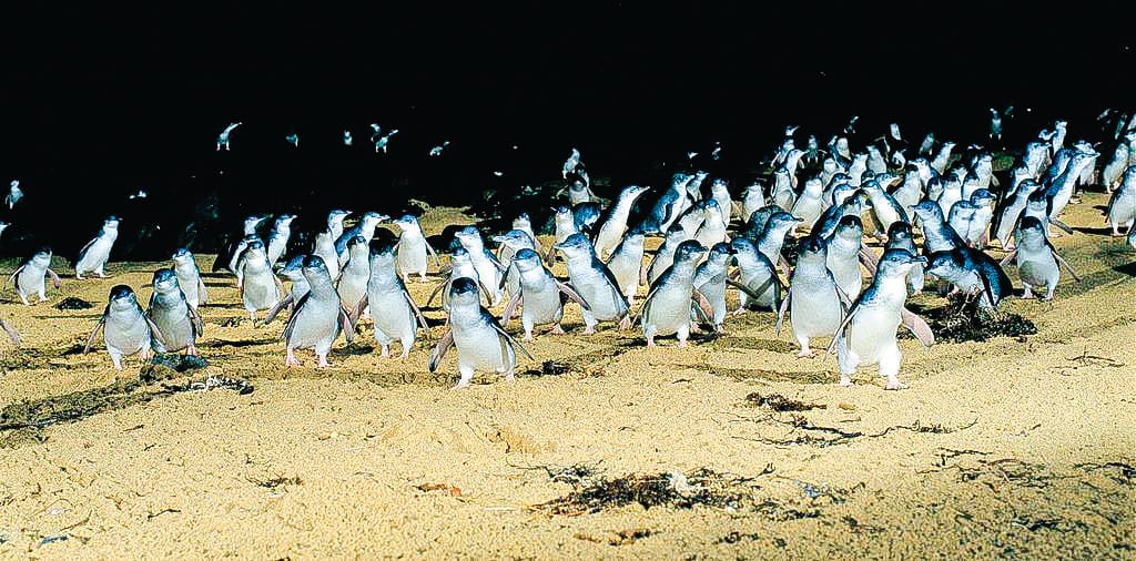 Record-breaking penguin crossing