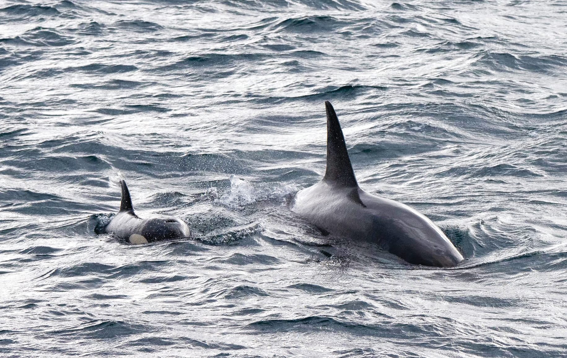 The wonder of whales