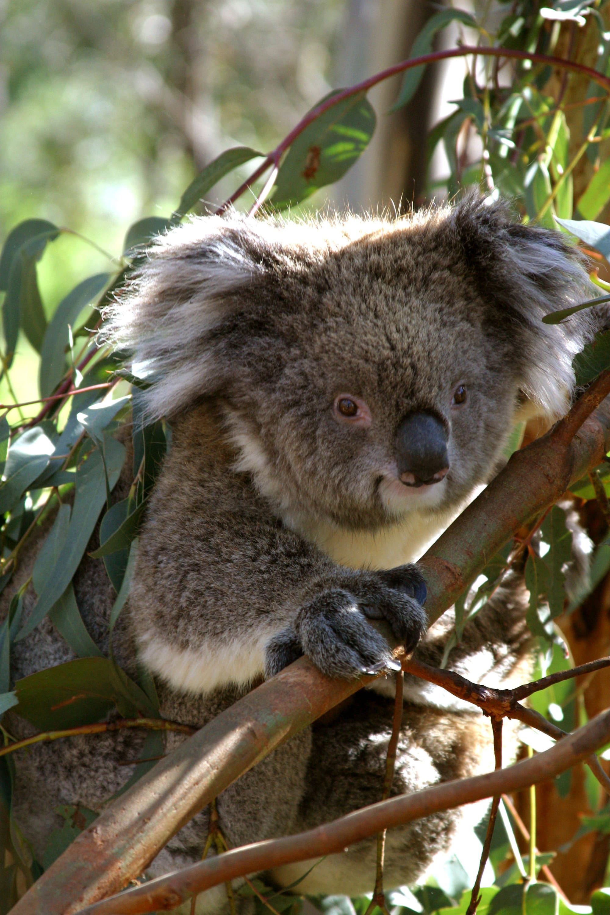 Friends of the Koalas AGM