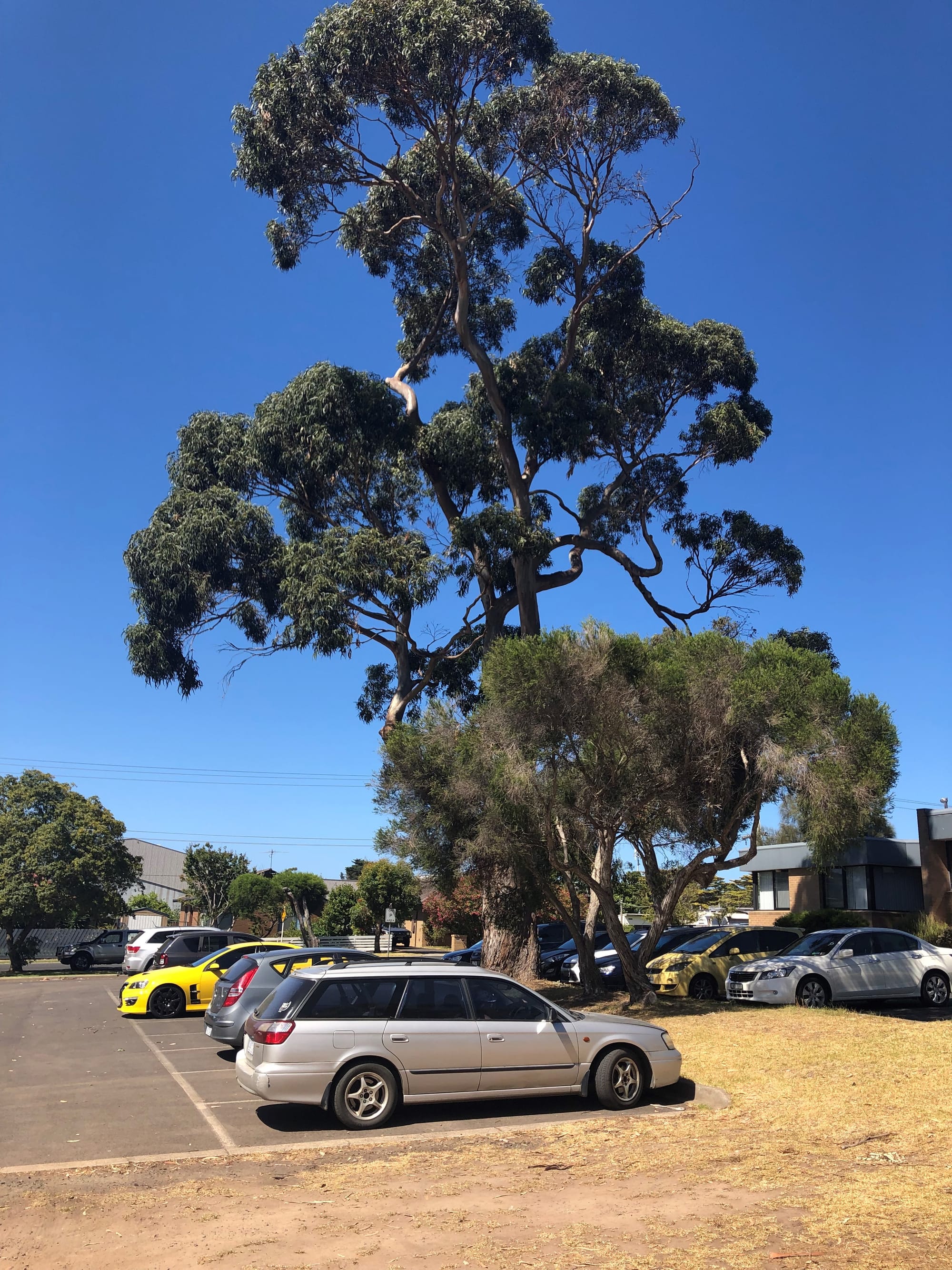 More protection for town trees