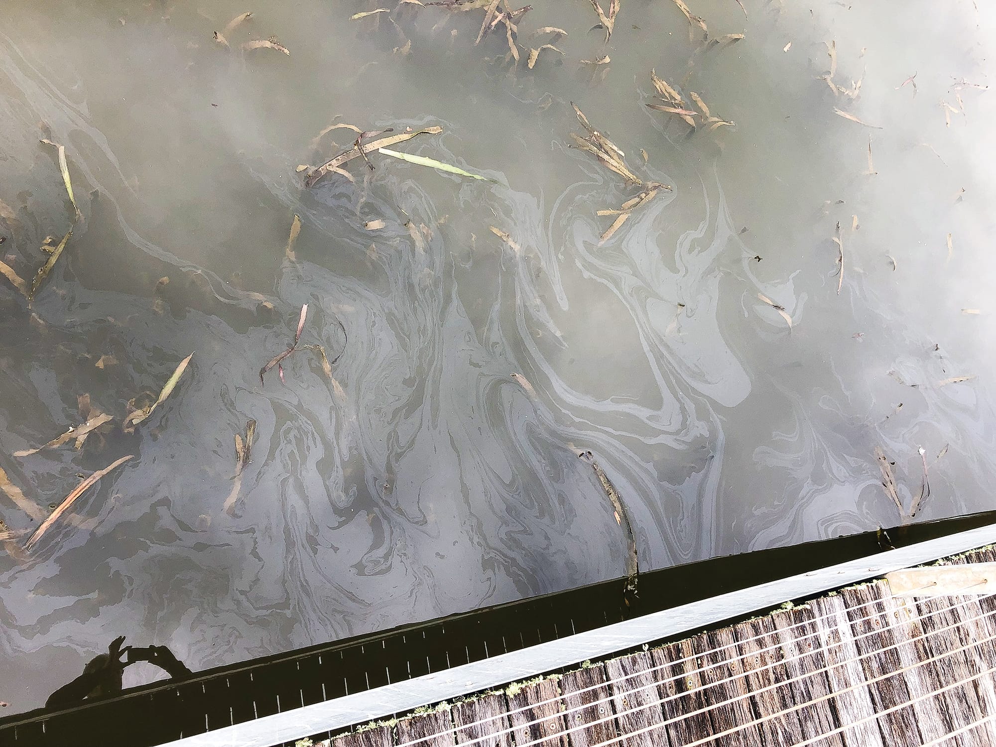Slick back! Oily film reappears on lake