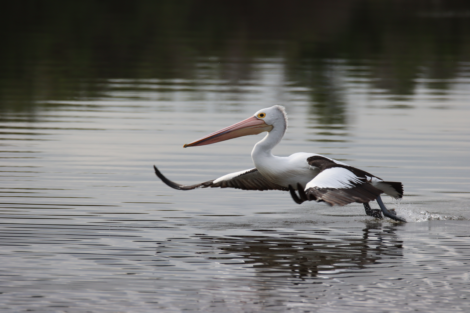 Take flight with the 2025 Aussie Bird Count: October 20–26