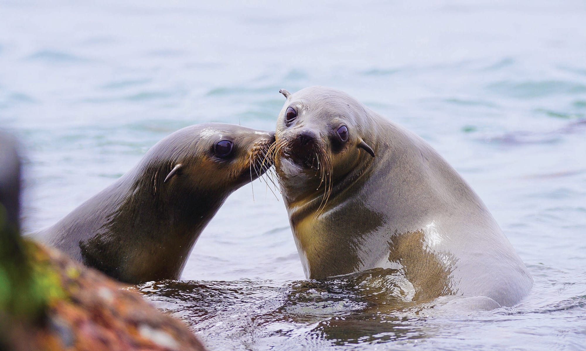 Seal census complete