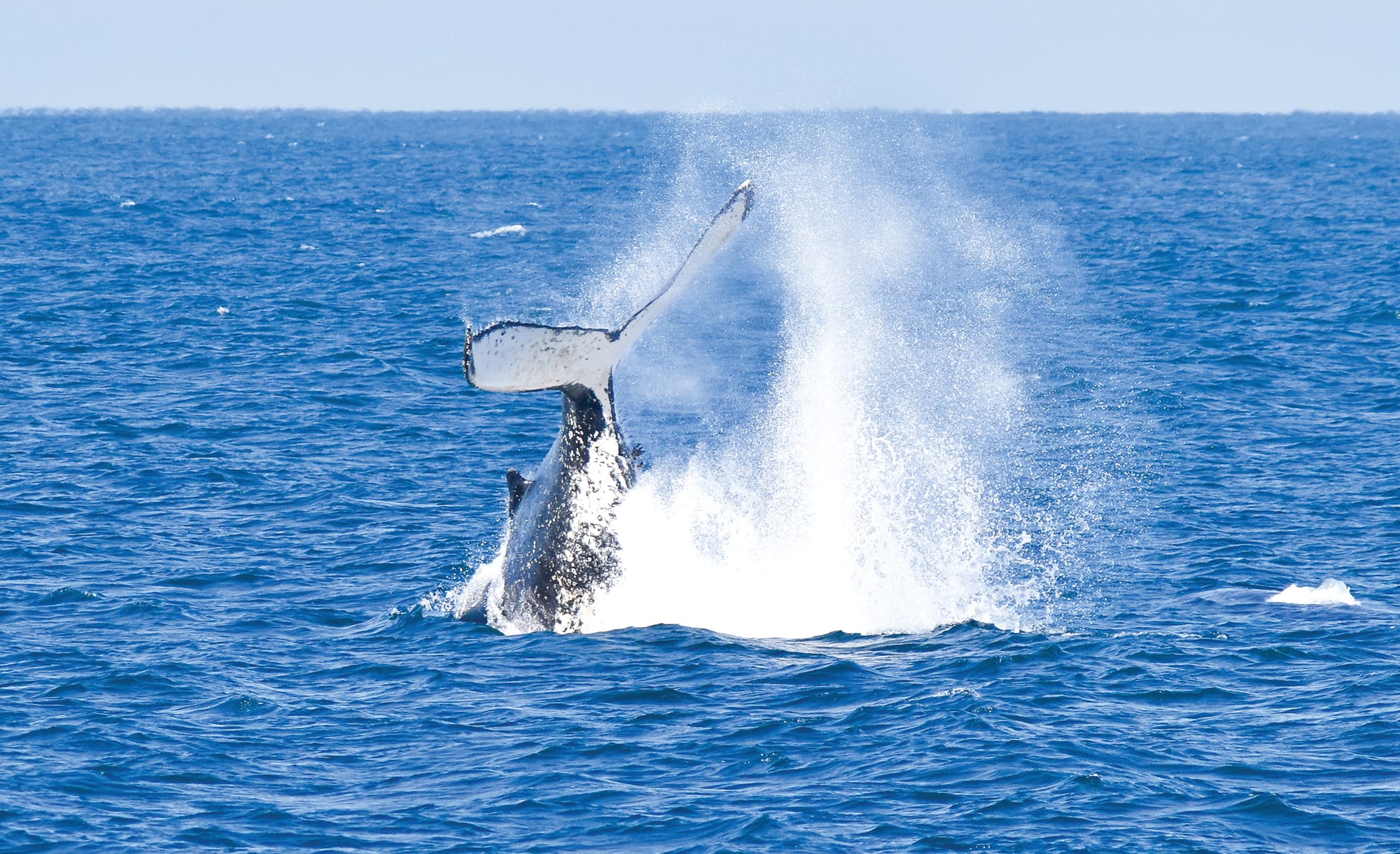 Island Whale Festival: The wonders of whale watching