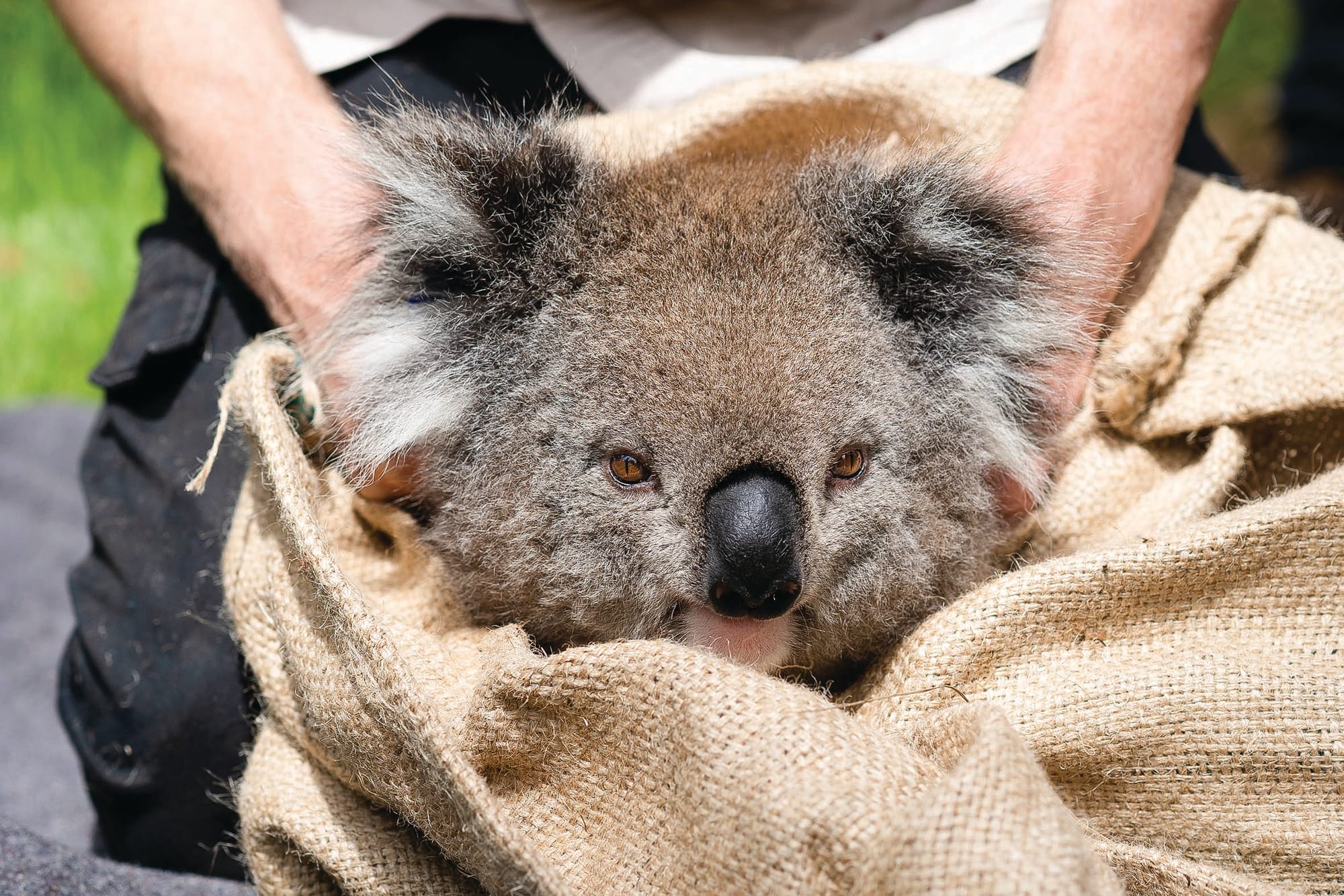 Koala colony passes medical check