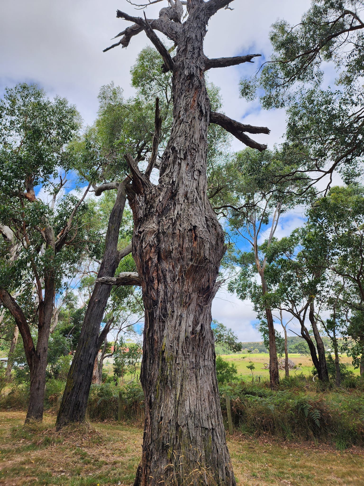 Mass gum dieback continues across island
