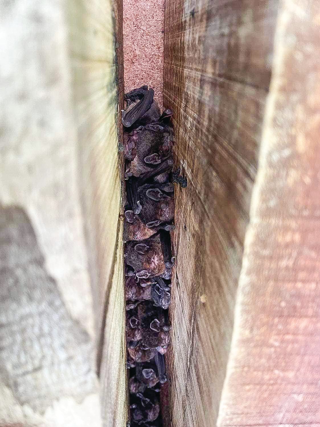 Just going bats