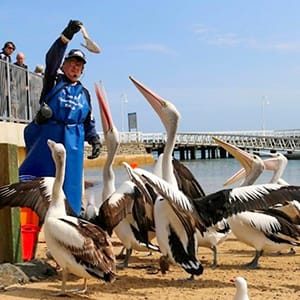 Pelican Feeding 12pm Daily