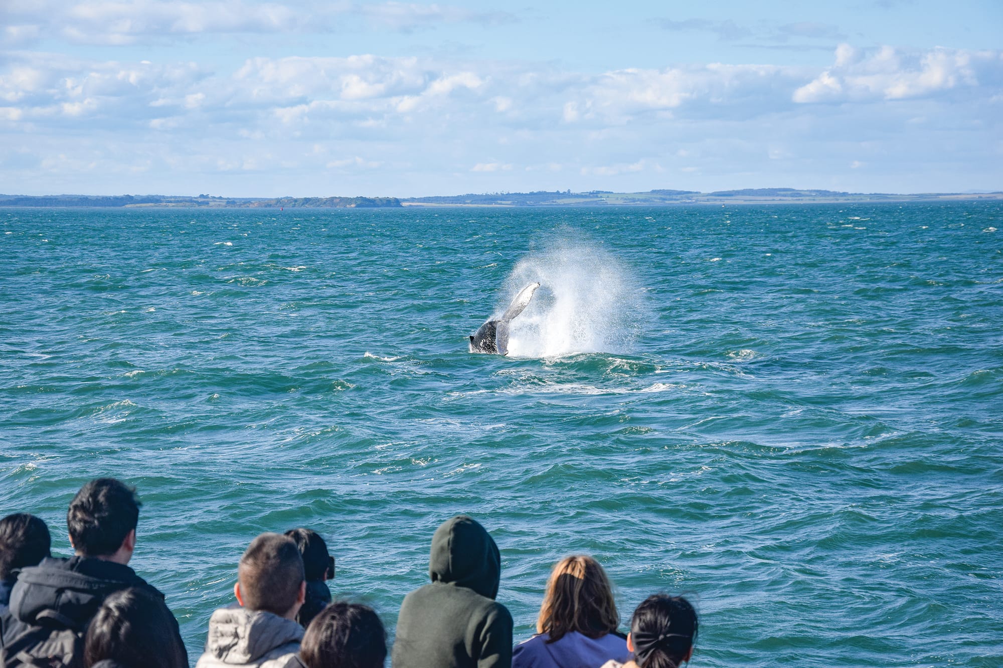Whale season finishes here, returns to the Prom