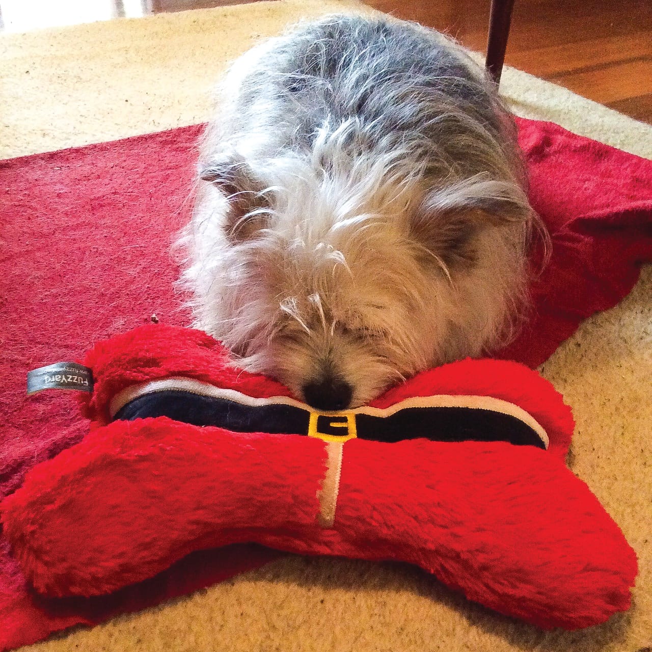 Pet Week - Photo gallery