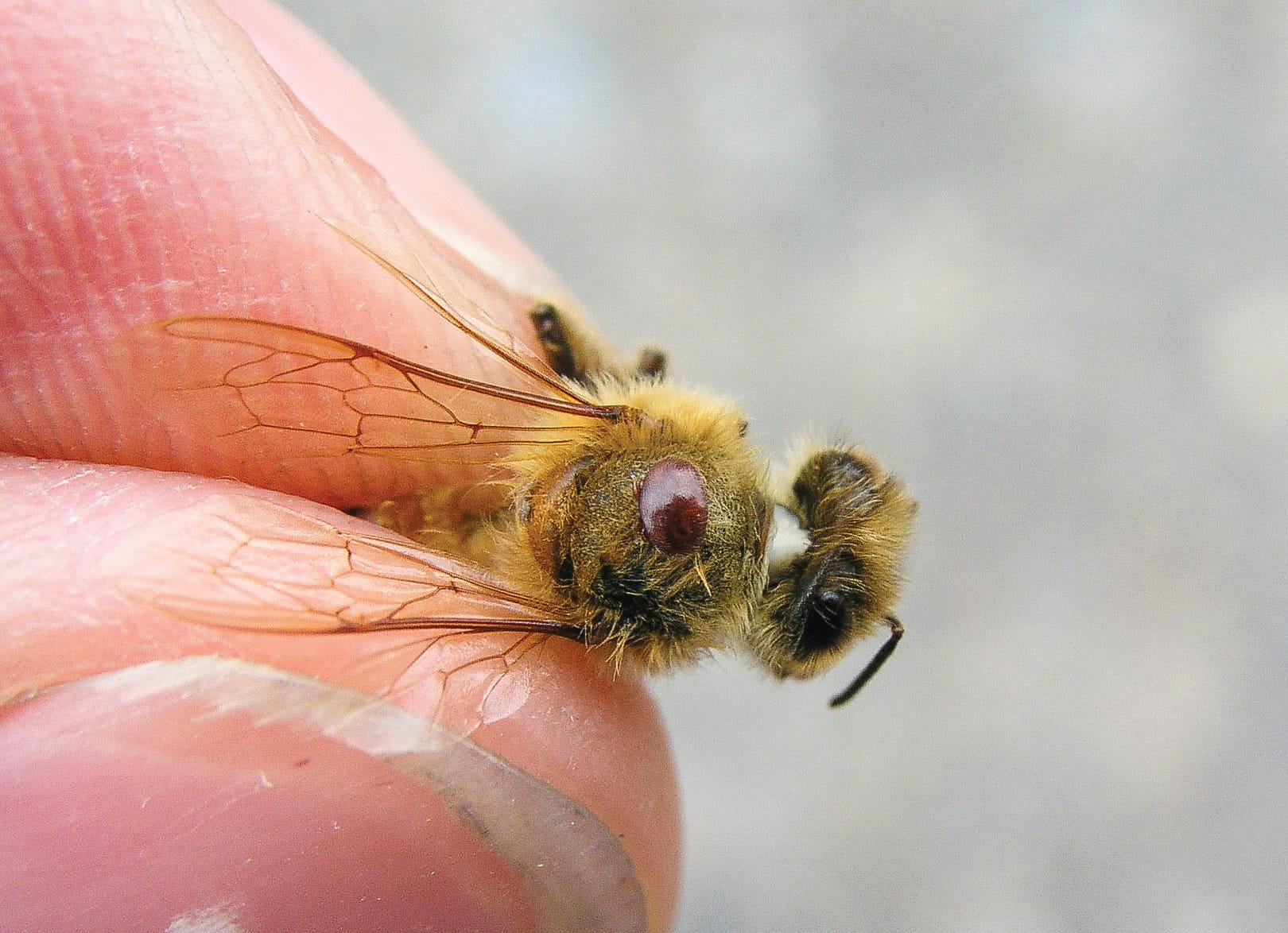 Bee threat: from emergency to management