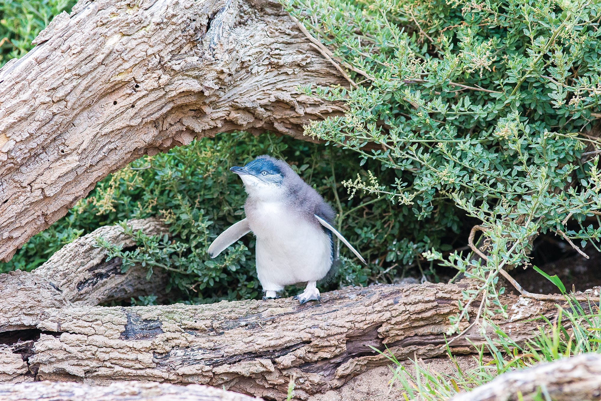 New plan to future proof penguin population