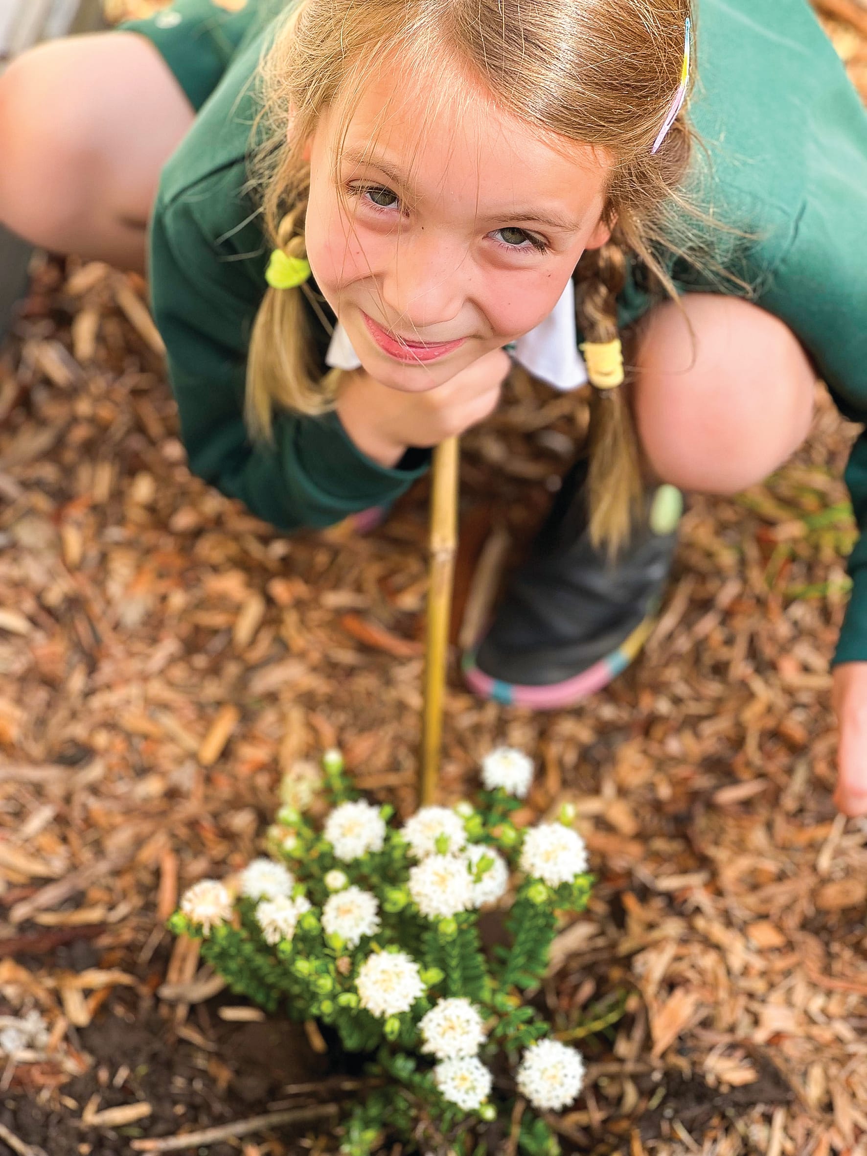 Butterflies in Bloom at Cowes Primary