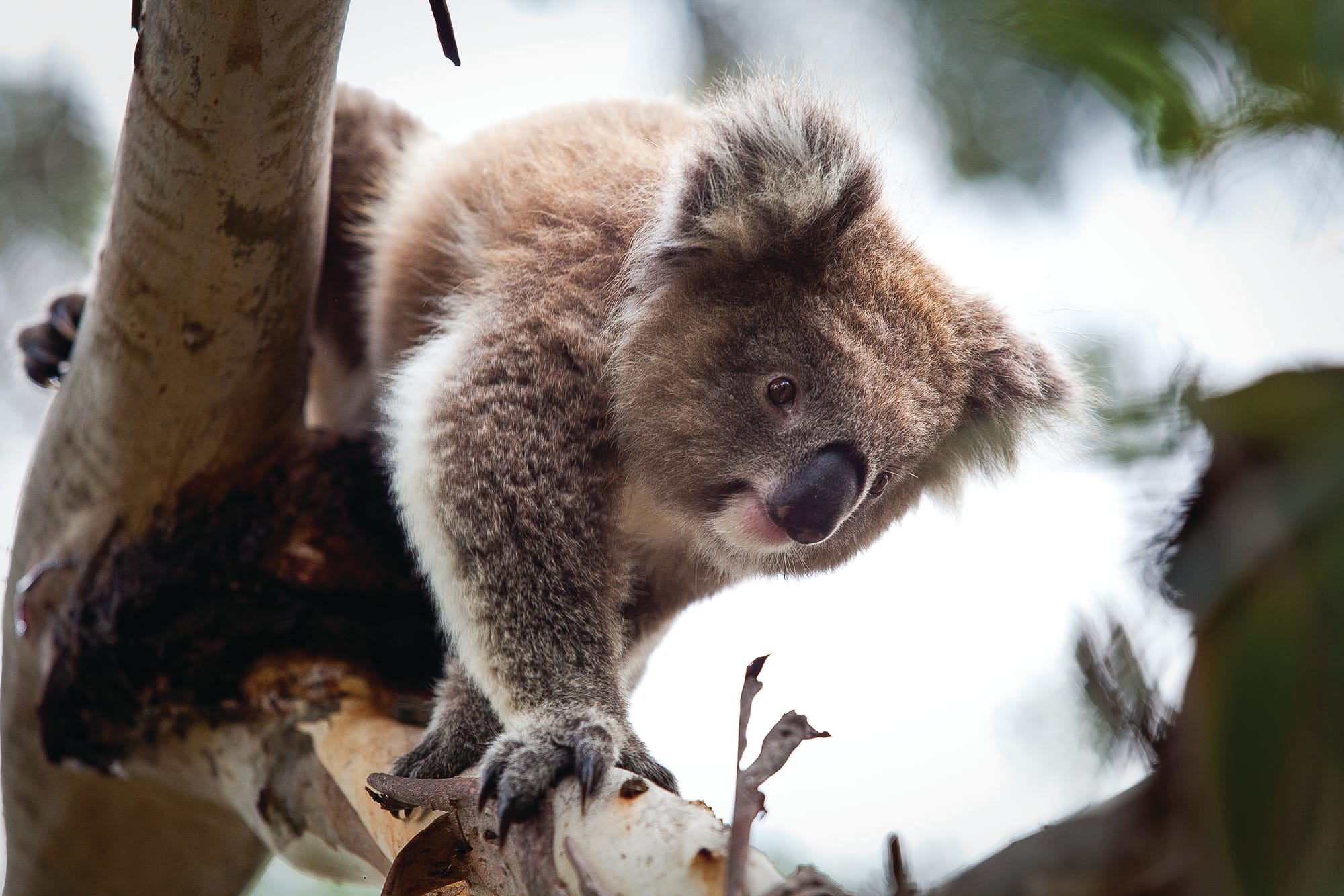 Friends of the Koalas AGM