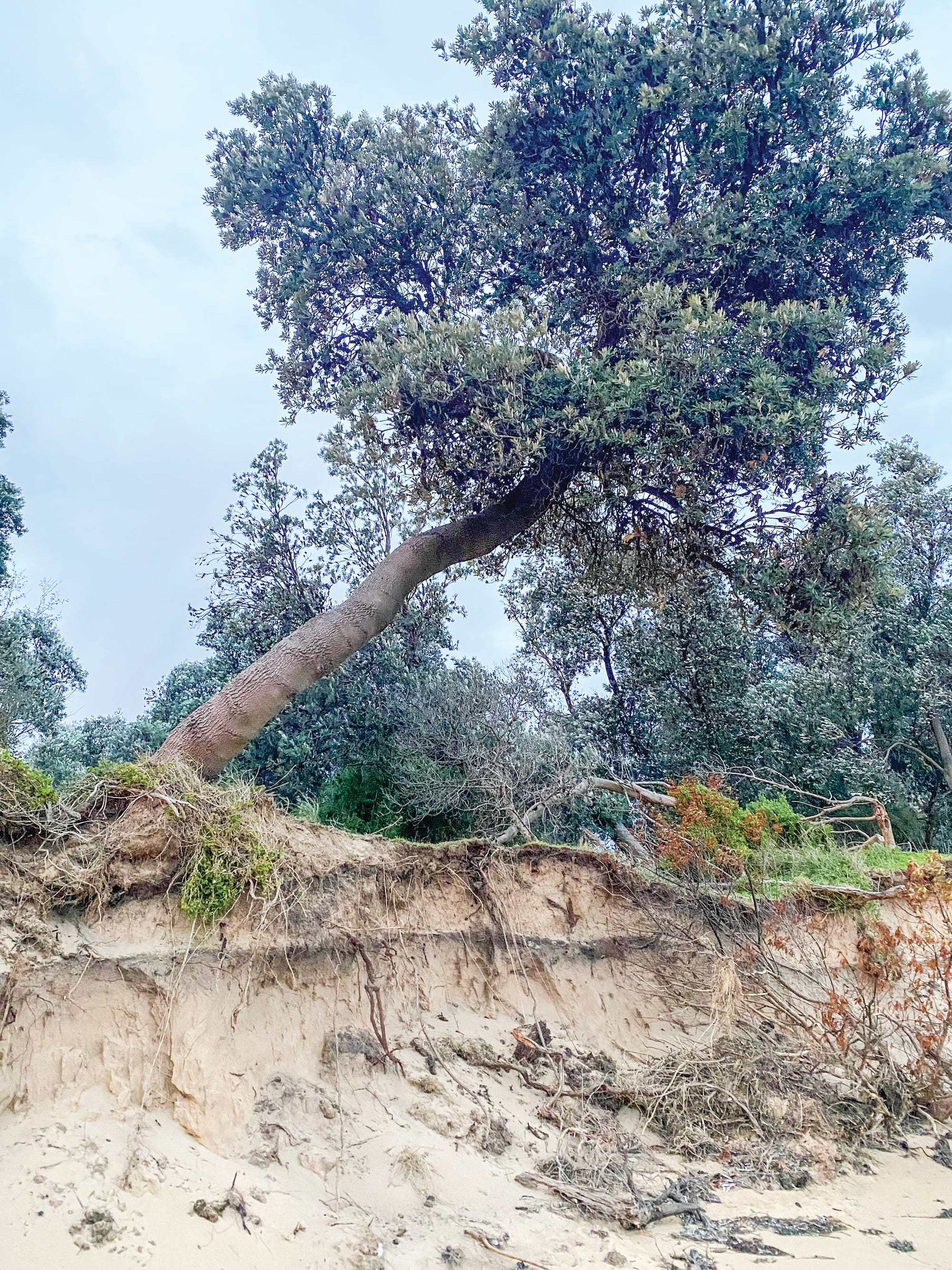 Falling tree “risk to life” warning at Silverleaves