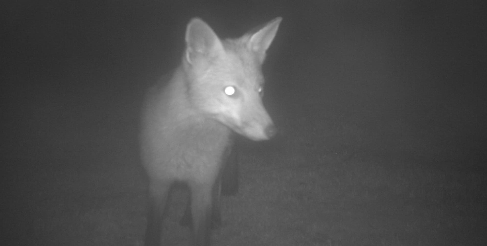 Two month long search leads to fox caught on Phillip Island