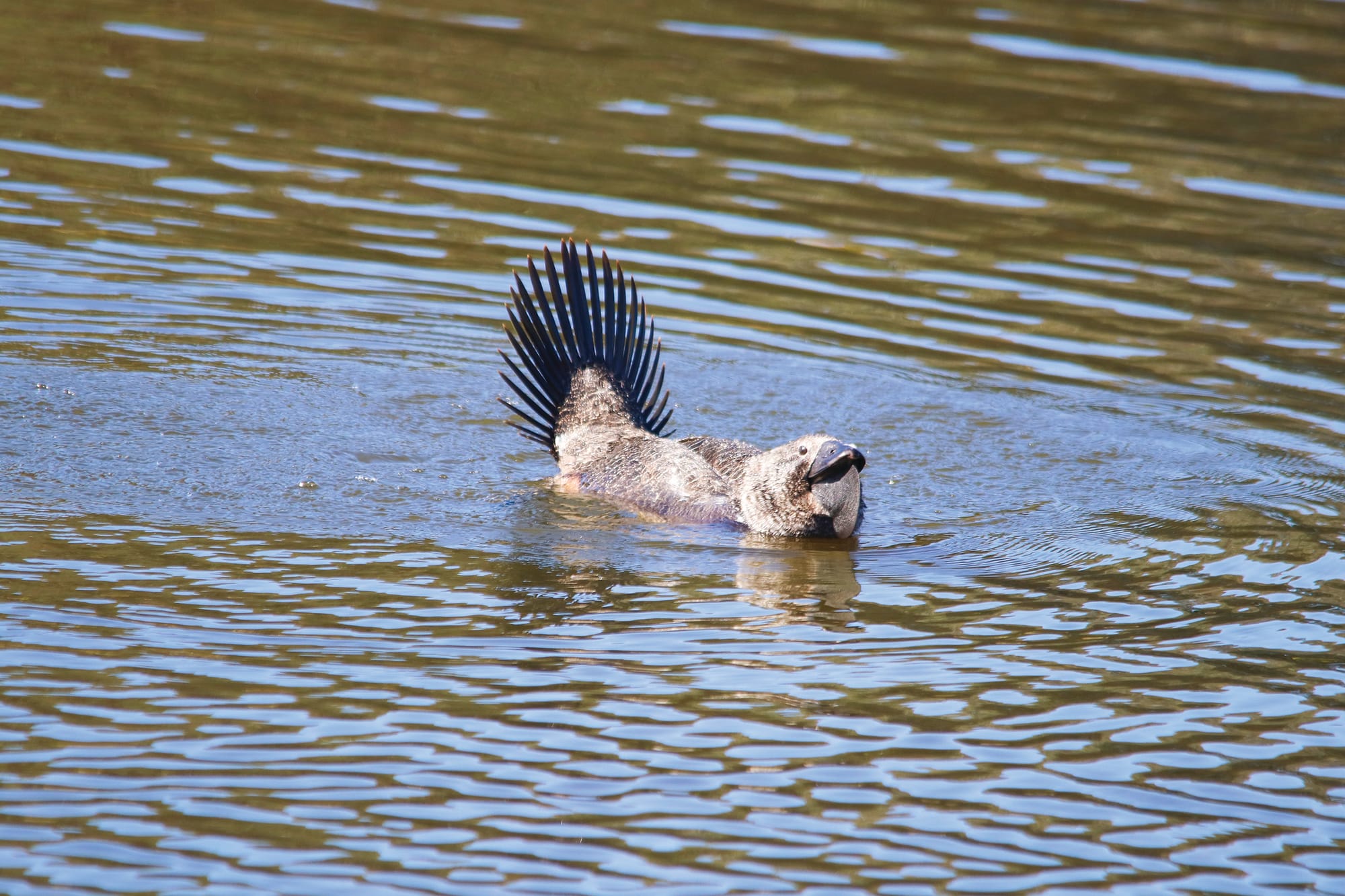 Is it a bird or a platypus?