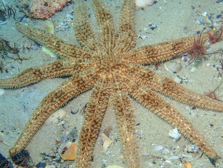 A Marine Mili series: Have you ever seen a star at the beach?
