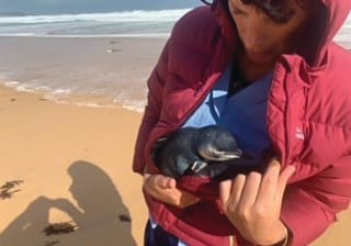 Penguin rescue