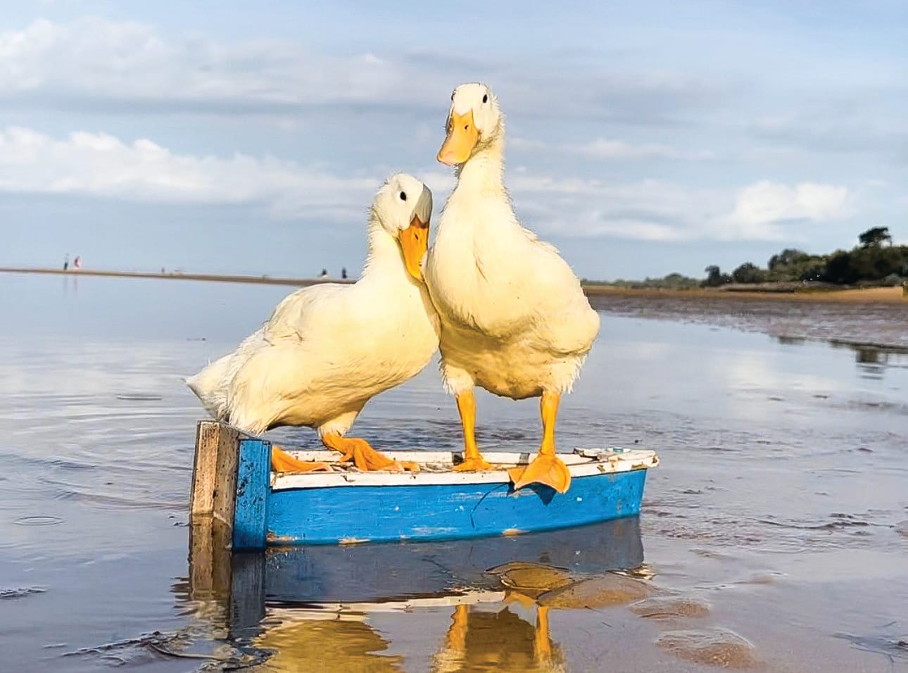Ducking out for a dip
